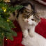 Gattino nella cuccia natalizia per gatti di Omlet