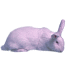 Coniglio bianco nz