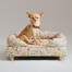 Un chihuahua seduto sul letto per cani bolster prato mattutino