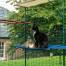 Gatti seduti e sdraiati sulla mensola impermeabile blu per gatti all'aperto nel catio esterno Gatti seduti e sdraiati sulla mensola impermeabile blu per gatti all'aperto nel catio esterno