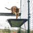 Gatto che si arrampica sulla mensola blu per gatti all'aperto nel catio all'aperto Gatto che si arrampica sulla mensola blu per gatti all'aperto nel catio all'aperto