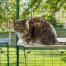 Gatto seduto sulla mensola impermeabile bianca per gatti nel catio all'aperto Gatto seduto sulla mensola impermeabile bianca per gatti nel catio all'aperto