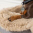 Bassotto in un topper di pelle di pecora beige per il letto del cane Topology lavabile Bassotto in un topper di pelle di pecora beige per il letto del cane Topology lavabile