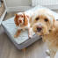 Cane in un letto per cani Luxury Topology Cane in un letto per cani Luxury Topology
