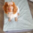 Cane in un letto per cani Luxury Topology 