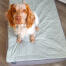 Cane in un letto per cani Luxury Topology Cane in un letto per cani Luxury Topology