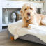 Topology cuccia per cani con topper in pelle di pecora bianca