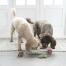 Due cani che giocano con giocattoli a forma di frutta e verdura