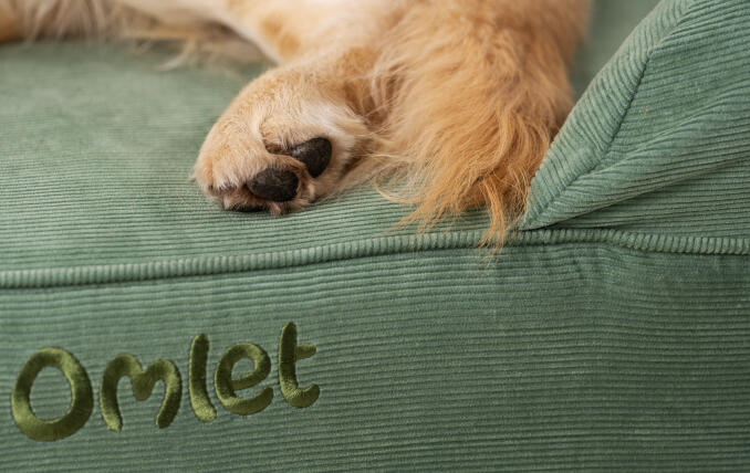 dettaglio di una zampa di cani su un letto di sostegno verde in tessuto di corda