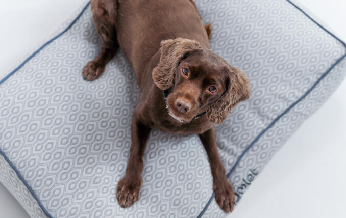 A dog lying on the Honeycomb Slate cushion dog bed.