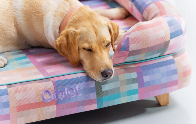 retriever sdraiato su un letto per cani geometrico pastello