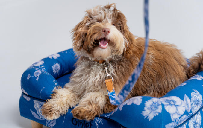 cane trasandato in vivace letto di sostegno per cani con motivi floreali blu