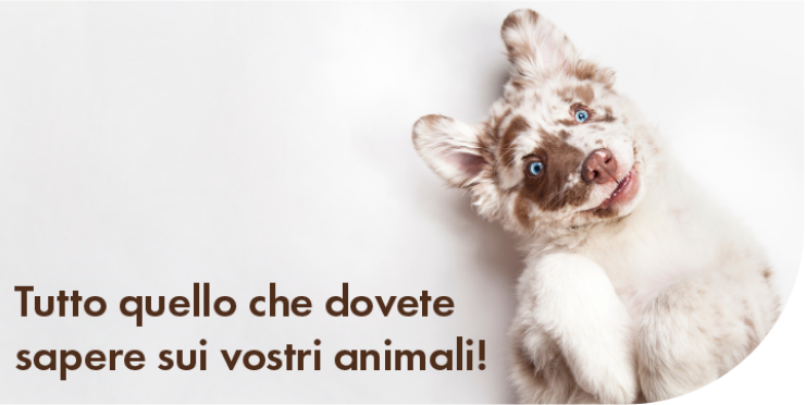 Nuove piastrelle della homepage