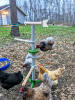 looks great in my chicken garden