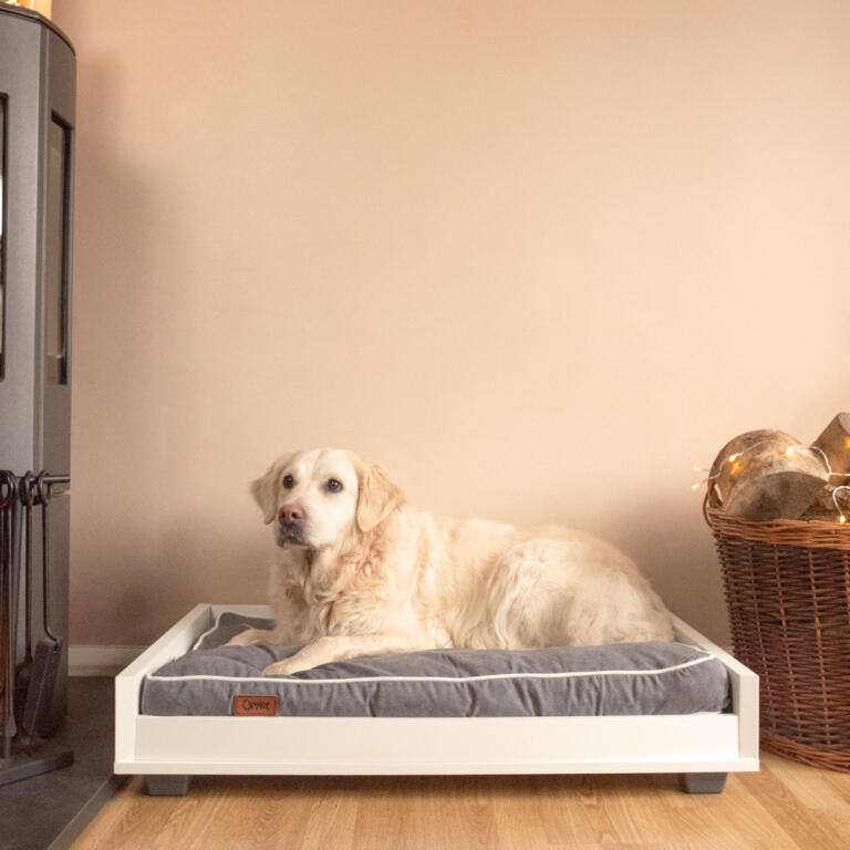 Supporto Fido Dog Sofa Medium Con Cuccia Bolster Grigia Divano Per Cani Omlet Fido Prodotti Per Cani Omlet