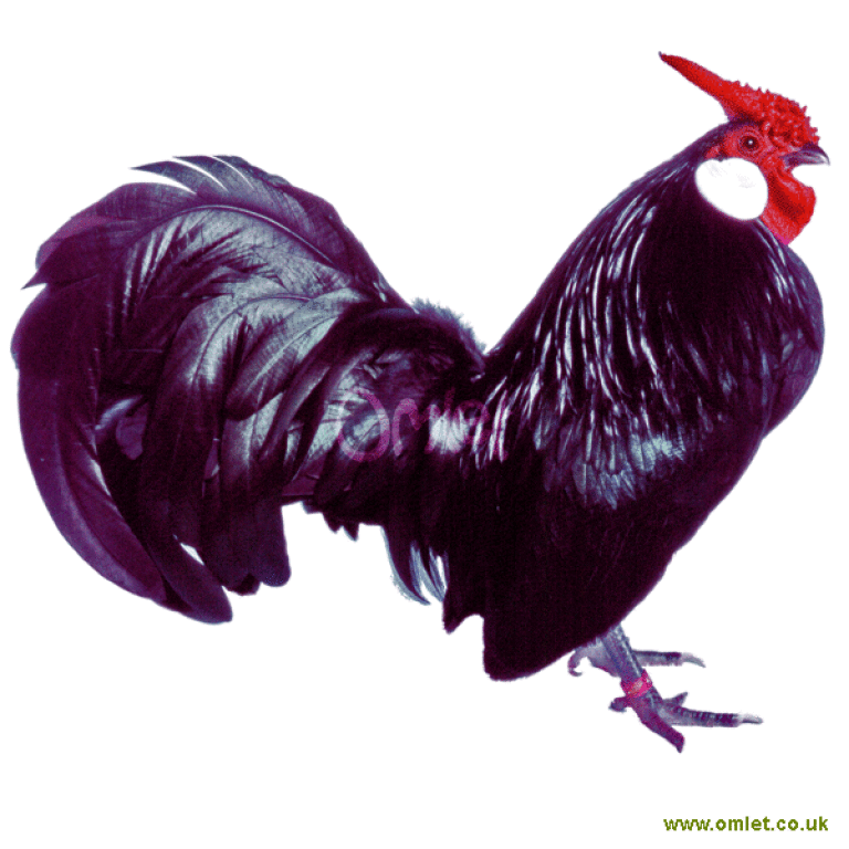 Rosecomb Bantam | Rosecomb Bantam For Sale | Razze disponibili