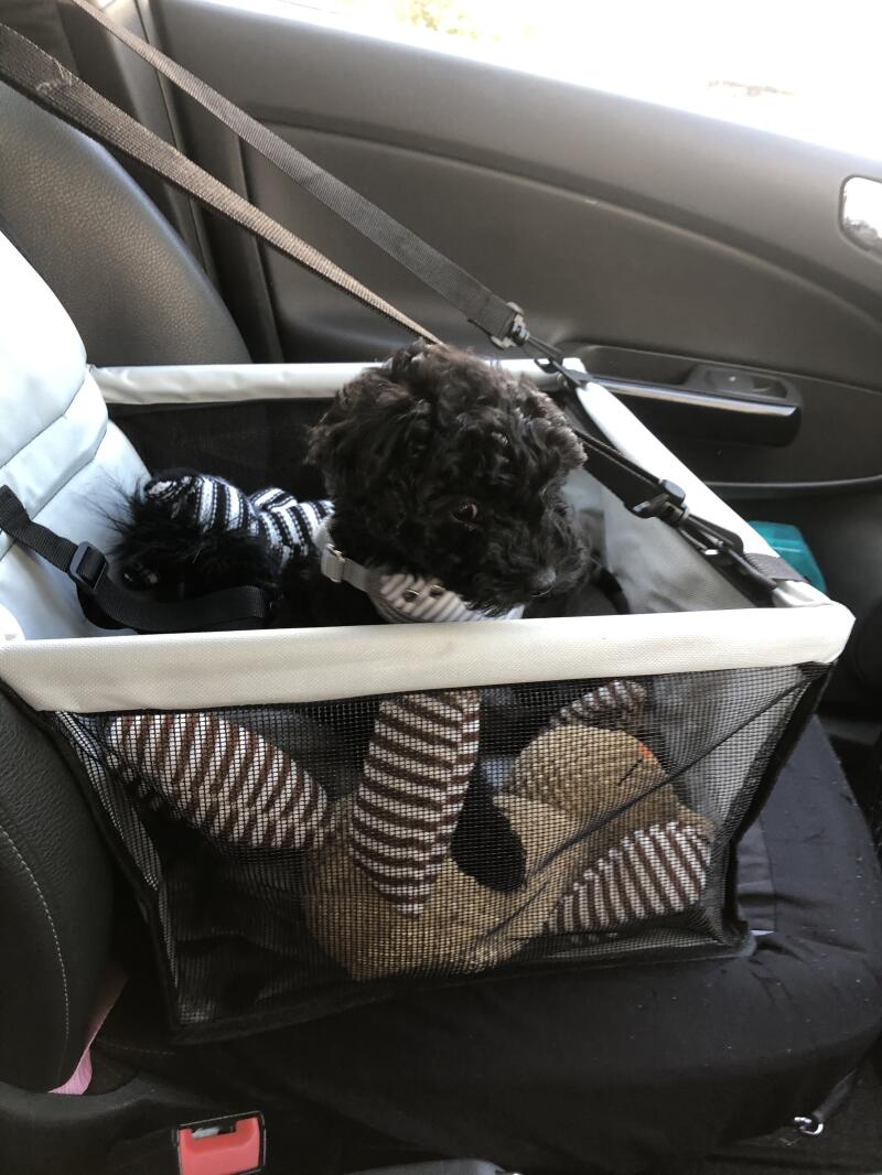 dog cradle for car