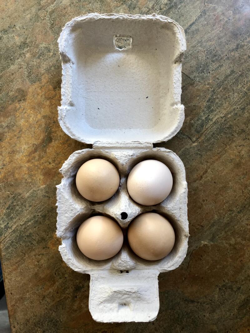 Omlet Portauovo con 4 uova 20 scatole