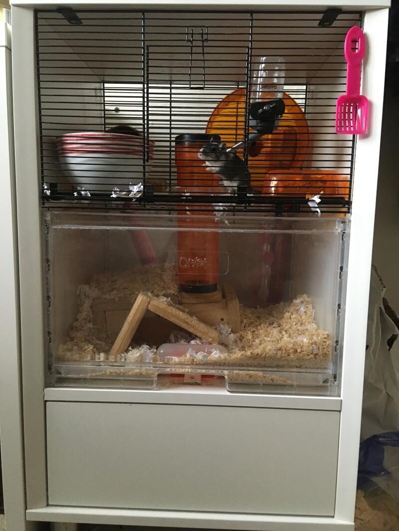 Gabbia per criceti Qute