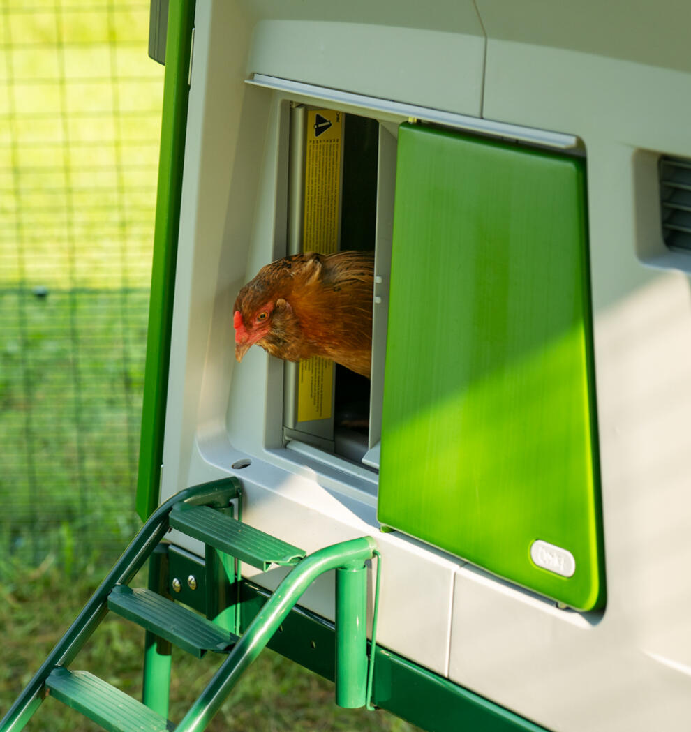 Una gallina all'ingresso della porta automatica del pollaio.