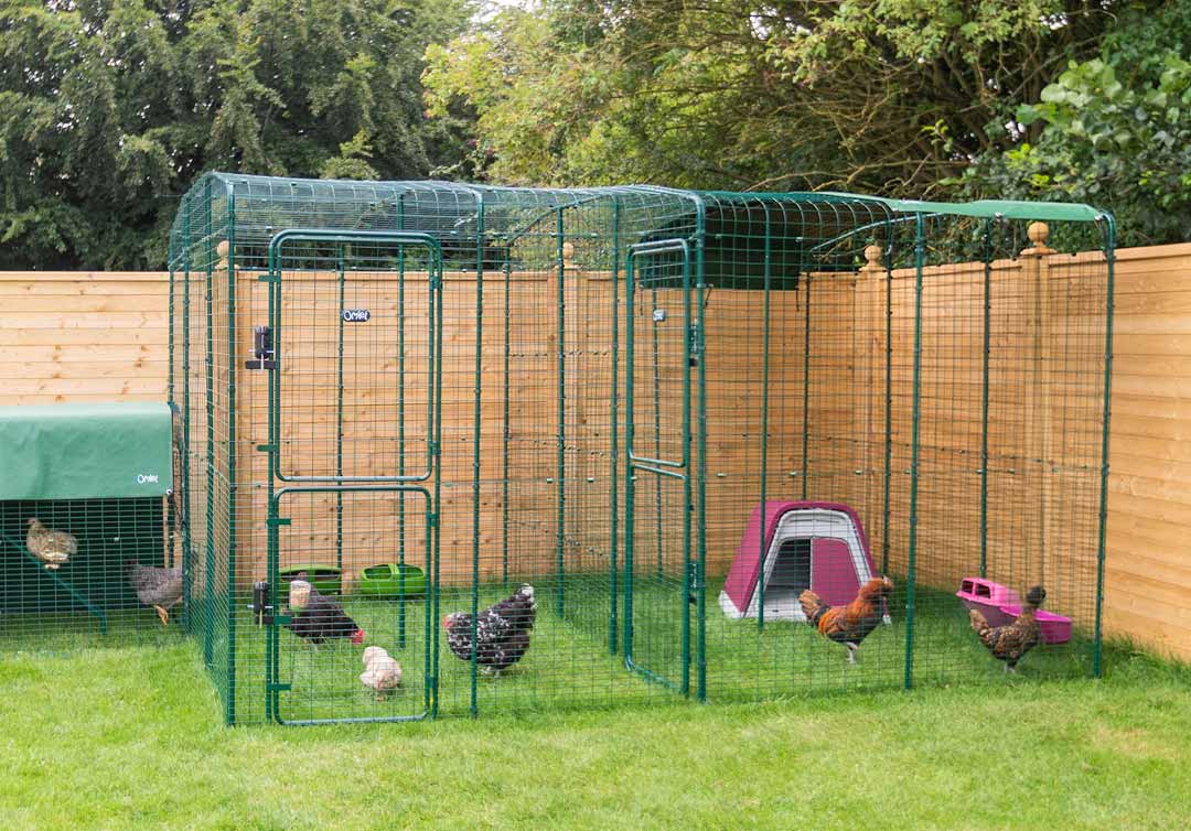 galline in un recinto sicuro progettato da Omlet