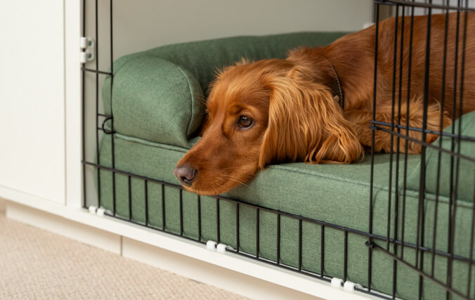 cane che riposa in un kennel