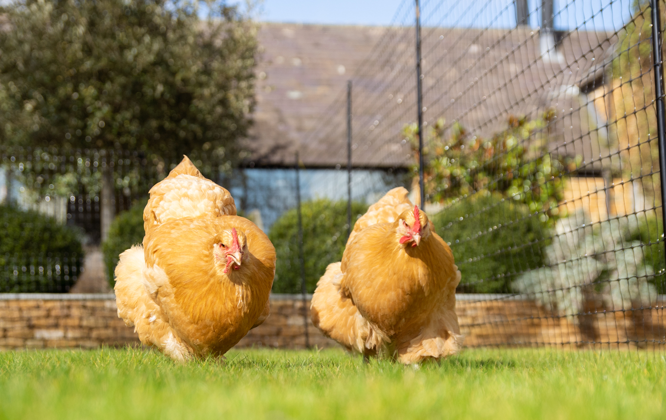 Due galline che camminano di fronte alle recinzione di Omlet