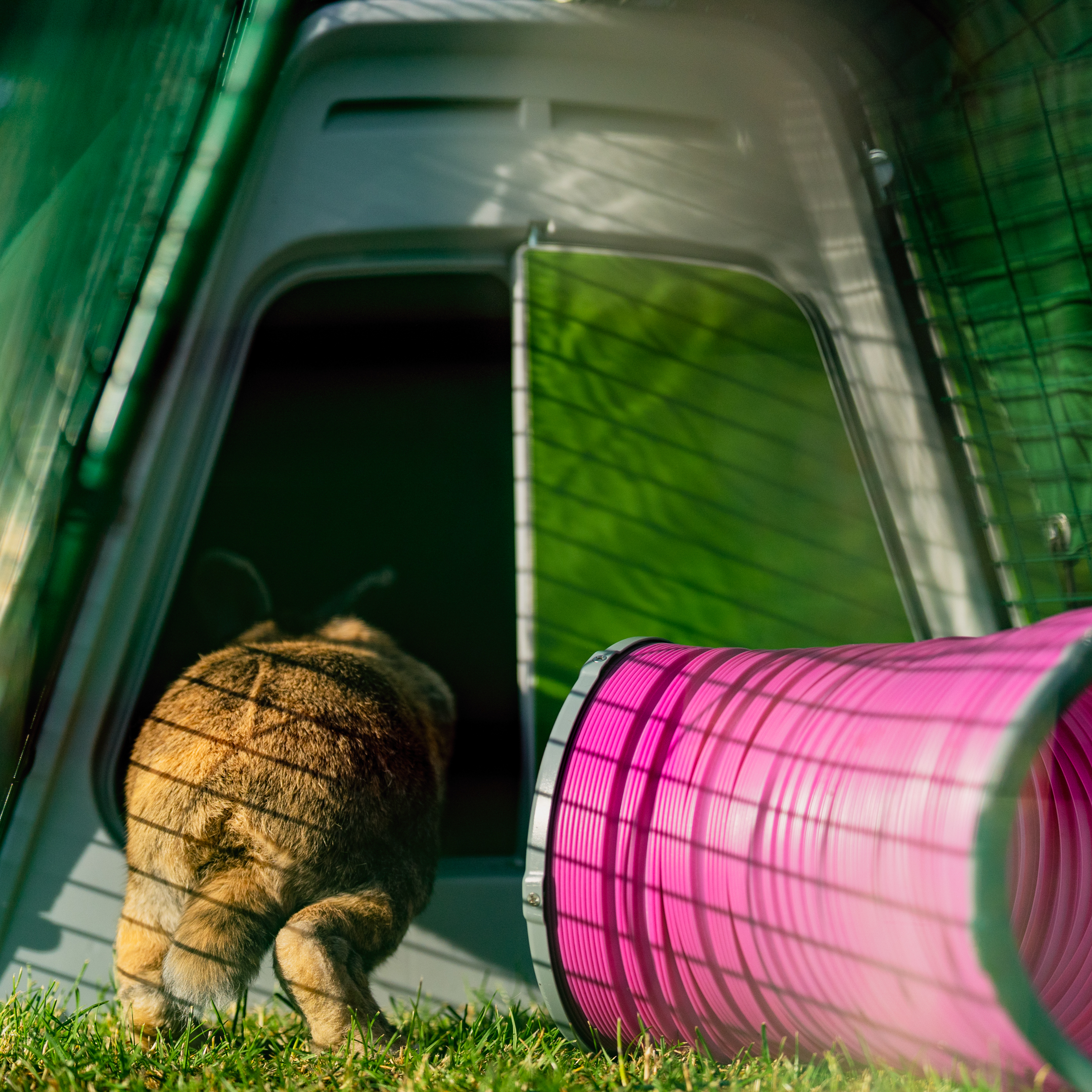 Coniglio che salta in una conigliera Eglu Go accanto a un tunnel di gioco rosa.