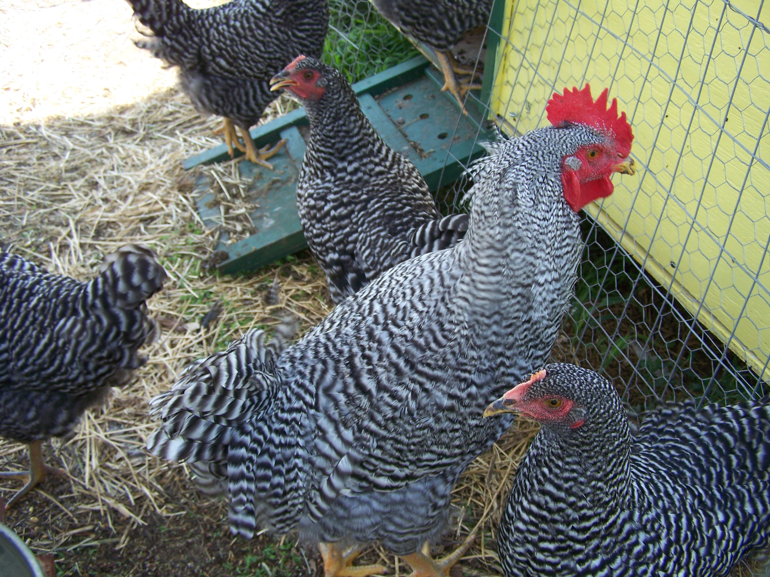 A brood of Plymoth Rock chickens free ranging in search for some grubs