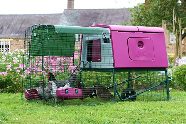 Le galline sono una fantastica aggiunta al vostro giardino.