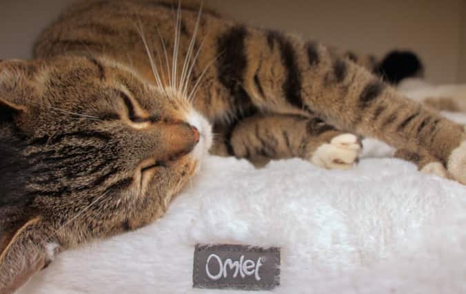 Un gatto si rilassa sul cuscino della Omlet Maya Donut Mochi. Assicura un relax completo con il cuscino Maya Donut Mochi.
