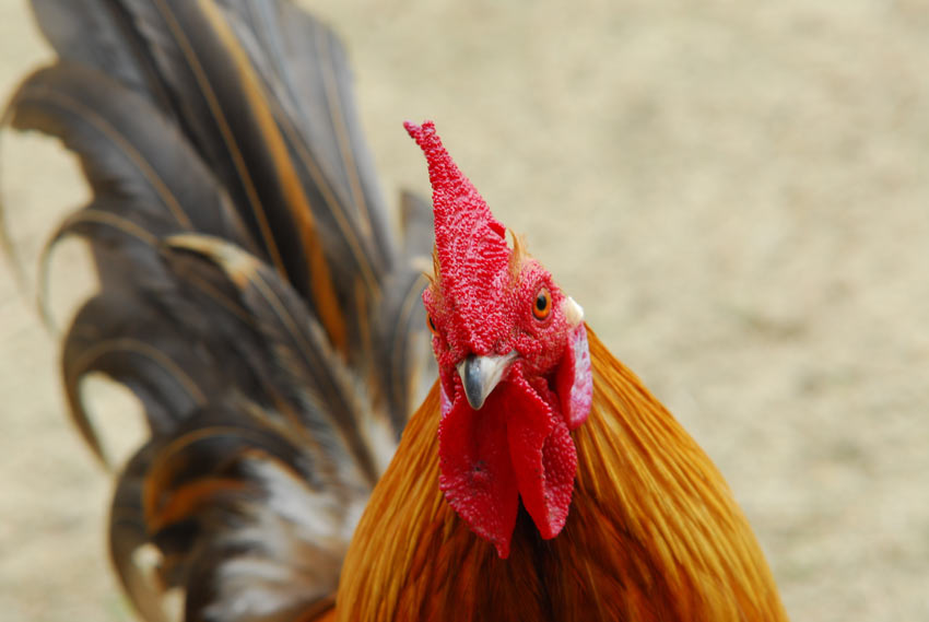 A beautiful Red Junglefowl cockerel