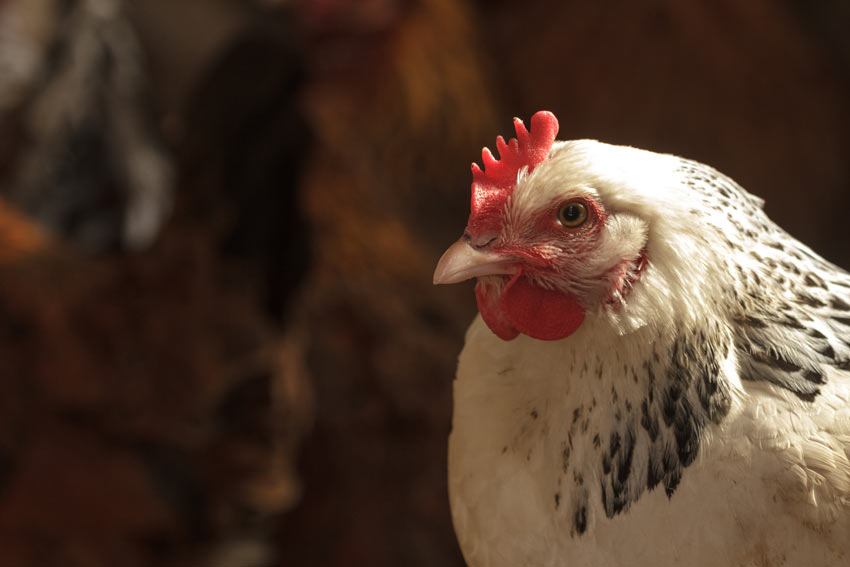 A close up of a beautiful purebred Sussex hen