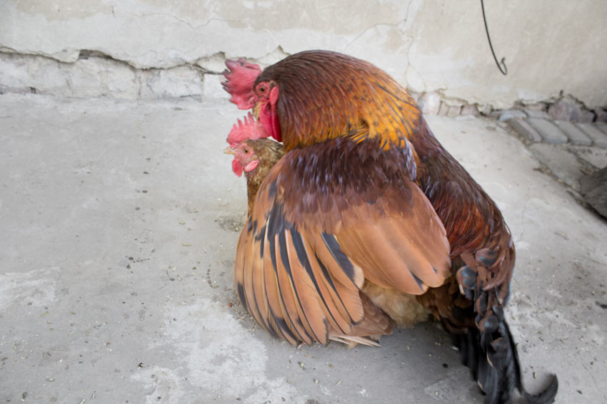 A cockerel mating with a hen