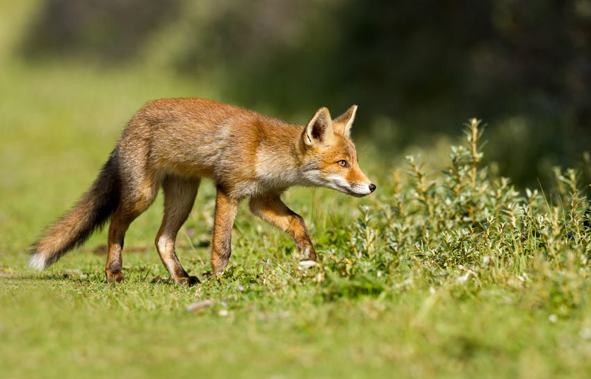 A fox on the hunt for something tasty