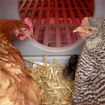 È facile sostituire il rivestimento delle vostre galline e loro lo apprezzeranno molto