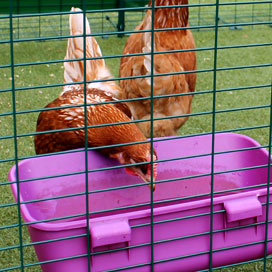 Chicken drinking from Eglu Go drinker.