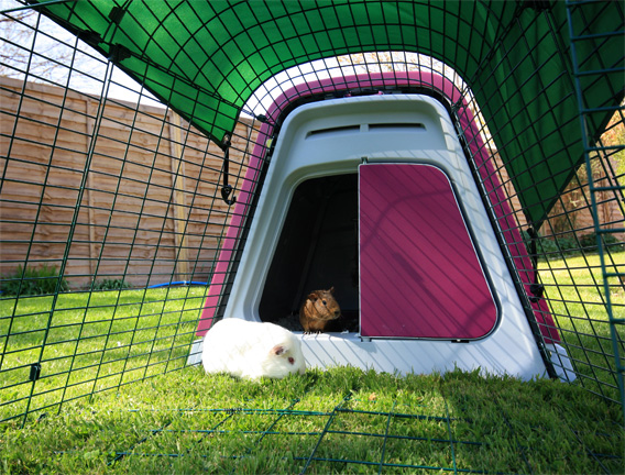 Guinea pigs playing in the Eglu Go Hutch run