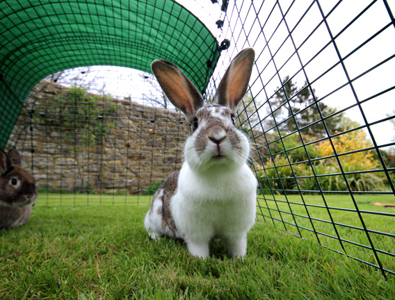 Un coniglietto in un ampio recinto