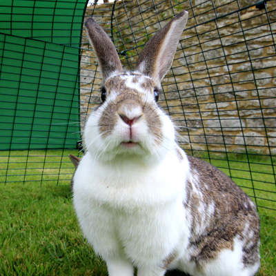 Un coniglio felice nel recinto