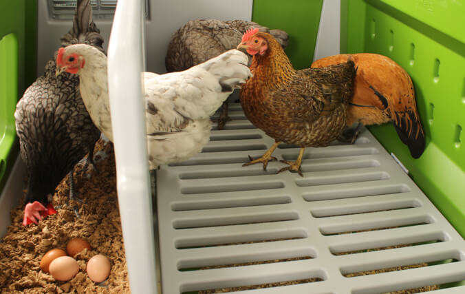 Ospita fino a 6 galline grandi in questo spazioso pollaio