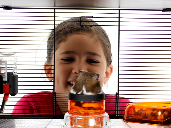 Girl looking at a Hamster in the Qute.