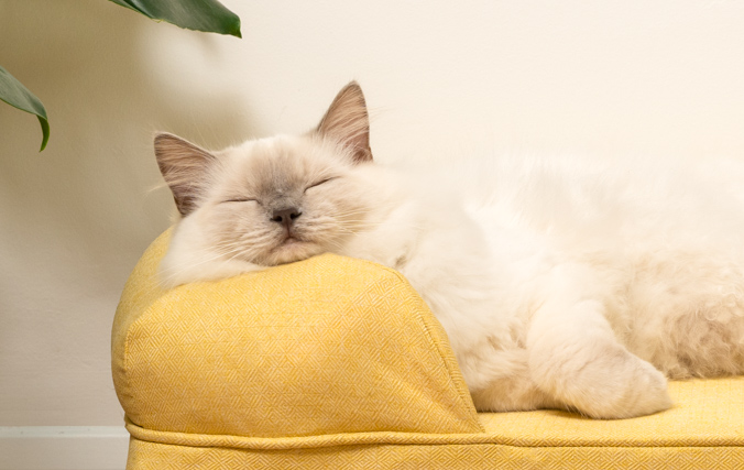 Gatto che riposa pacificamente nella cuccia Bolster con un solido cuscino