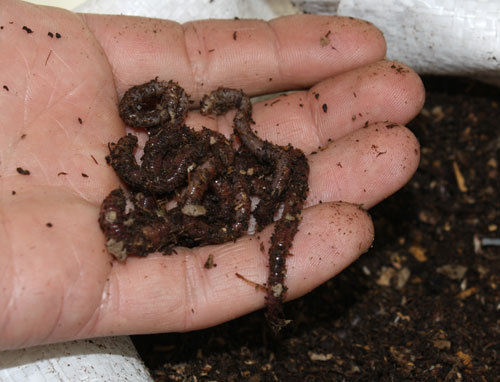 I meravigliosi vermi del compost!