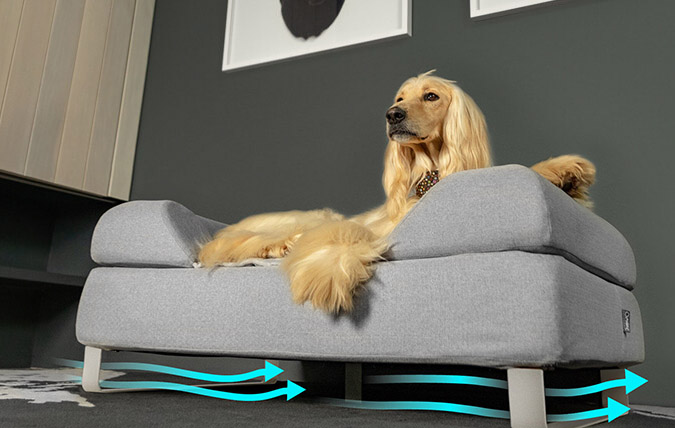 Un cane steso in una cuccia topology rialzata dai piedini per migliorare la circolazione dell'aria e igiene