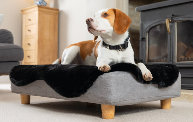 beagle in una cuccia topology in memory foam com morbido topper in pelle di pecora e piedini in legno
