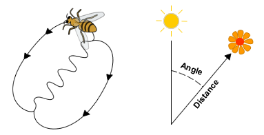 honey bee waggle dance