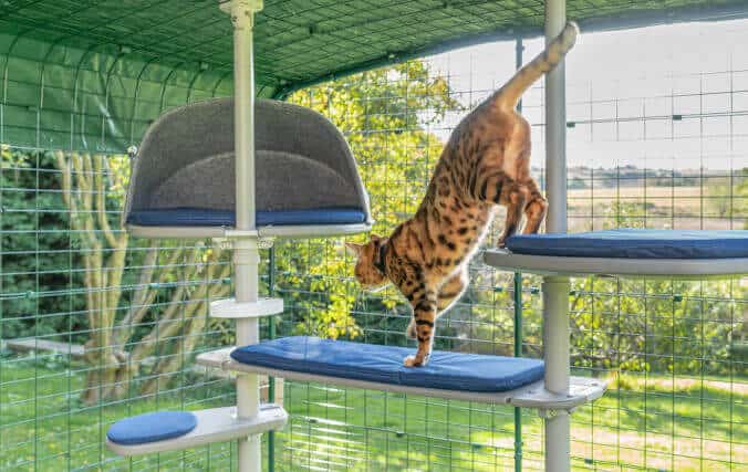 Un gatto che gioca sul suo palo alto e grigio, un modo perfetto per offrire al gatto uno spazio esterno sicuro dove esplorare