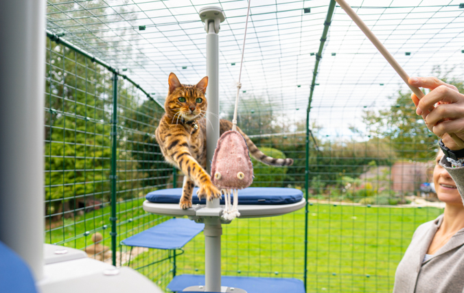 Una donna gioca con il suo gatto all'interno del cation walk in della Omlet