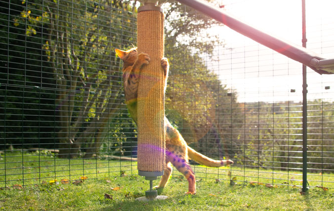 Un gatto gioca nel recinto con il graffiatoio in agave sostituibile per arrampicarsi all'aperto su Freestyle